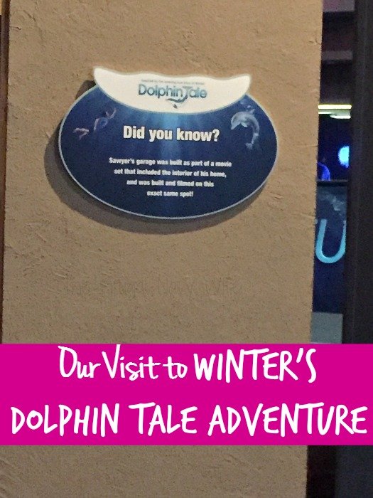 Winter’s Dolphin Tale Adventure – Clearwater, Florida