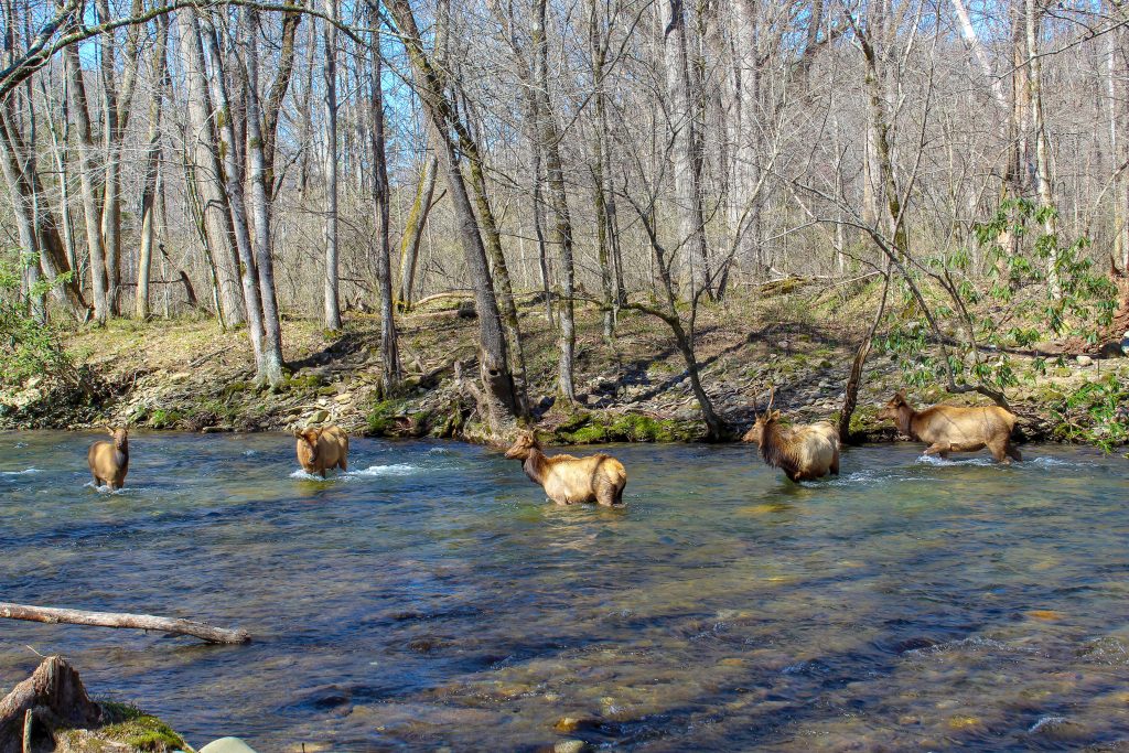 Smoky Mountain National Park Elk