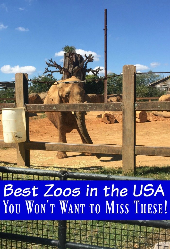 Best Zoos in the US – You Won’t Want to Miss These!
