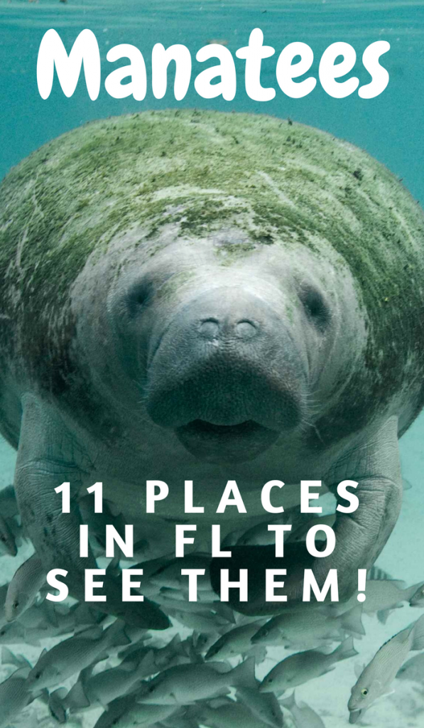 11 of the Absolute Best Places to View Manatees in Florida