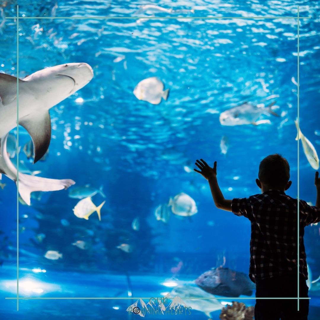 16 Top Aquariums in the US