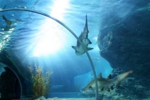 If you are going to be near any of these top aquariums in the US you need to add them to your list! The amazing experiences are worth it. #aquariums #unitedstates #ourroaminghearts #travel #vacation | Things To Do | Family Vacation | Aquariums in the US | Travel | Traveling With Kids |
