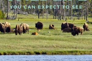A trip to the Yellowstone National Park is something no one will forget about! Check out the Yellowstone wildlife you'll see and where to go. #wildlife #yellowstone #familytravel #ourroaminghearts #wyoming #animals | Yellowstone Wildlife | Yellowstone National Park | Family Vacation | Traveling | Our Roaming Hearts |