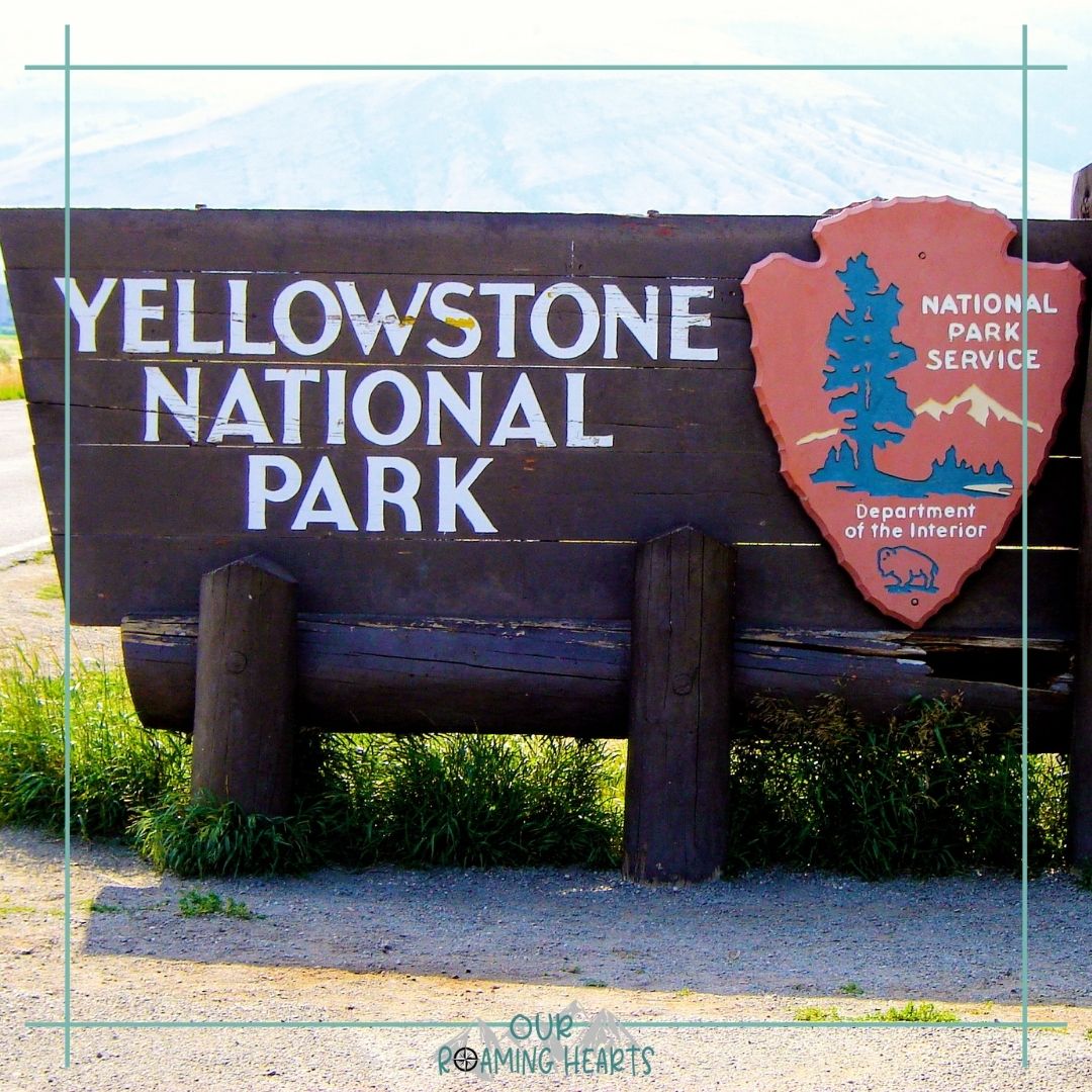 Yellowstone Wildlife You Can Expect To See