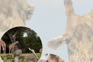 With kids home from school we want to keep them learning! Enjoy this list of over 150 live zoo cameras. Watch feeding times and playtimes. #ourroaminghearts #zoocams #homeschool #roadschool #zoo #fieldtrip #virtualfieldtrip | Homeschool Ideas | Roadschool Ideas | Live Zoo Cams | Virtual Field Trips |