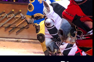 Head to Medieval Times Dinner and Tournament and watch the fun unfold. You’re going to have a lot of fun experiencing this with your family. #medievaltimes #jousting #scottsdale #arizona #familyfun #knights #thingstodo #familytravel | Family Travel | Things to do in Scottsdale | Arizona Travel | Family Attractions in Scottsdale | Tips for Medieval Times |